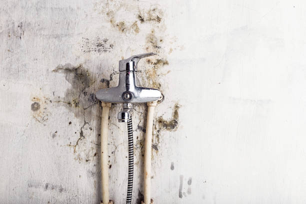 Best Commercial Mold Removal  in Durango, CO