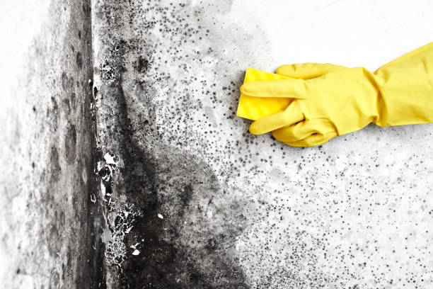 Best Mold Testing  in Durango, CO