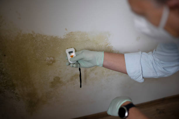 Best Toxic Mold Removal  in Durango, CO