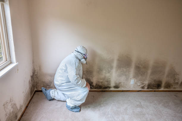 Best Attic Mold Removal  in Durango, CO
