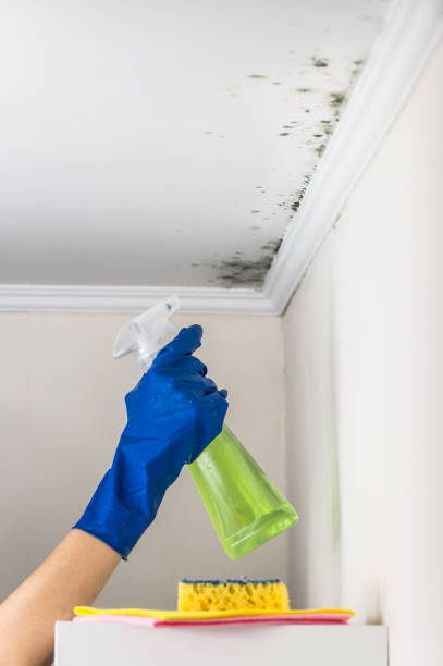 Crawl Space Mold Removal in Durango, CO