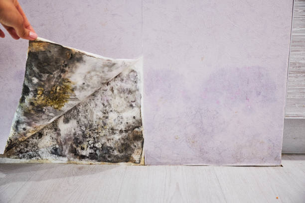 Best Mold Testing  in Durango, CO